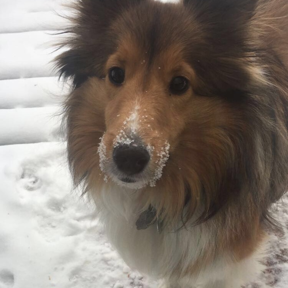 Meet your Posher, Regan